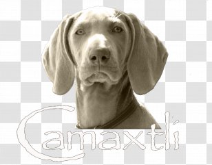 Weimaraner Dog Breed Companion Pointing Snout - Sporting Group Transparent PNG