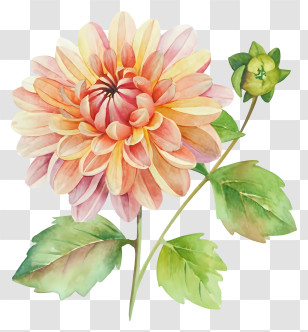 Pink Dahlia - Delicate Painted Chrysanthemum Flower Transparent PNG