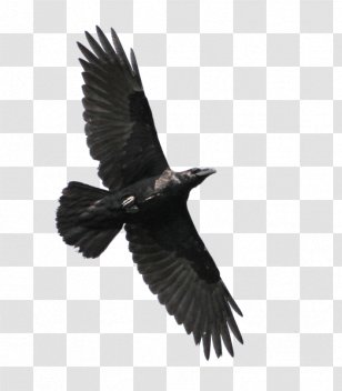 American Crow Bird Eastern Imperial Eagle White-tailed - Accipitriformes Transparent PNG