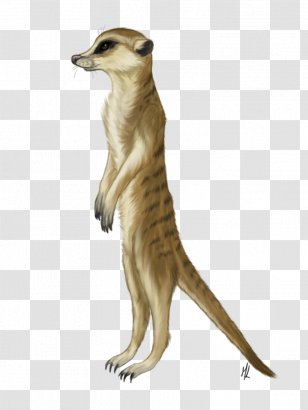 Meerkat Fur Presentation Whiskers Photo Albums - Album Transparent PNG