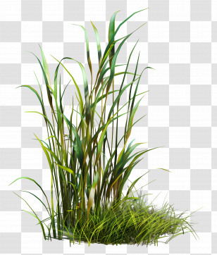 Grass Plant - Lush Green Grass Transparent PNG
