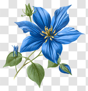 Blue Star Flowers - Blue Flower With Buds And Leaves Transparent PNG