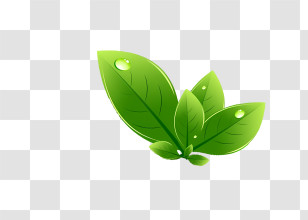 Leaf - Glossy Green Leaves With Dew Drops Transparent PNG