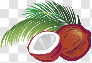 Coconut Clip Art - Photography - Milk Transparent PNG