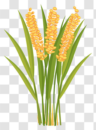 Sheaf Of Rice - Yellow Flowers In Bloom Transparent PNG
