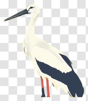 White Stork - Stylized Stork Illustration With Black And White Feathers Transparent PNG