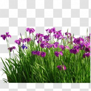 Flower Sweet Flag Garden Grasses - Aquatic Gardens Transparent PNG