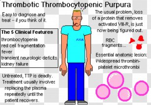 Thrombotic Thrombocytopenic Purpura Immune Thrombocytopenia Hemolytic-uremic Syndrome - Flower - Platelet Transparent PNG