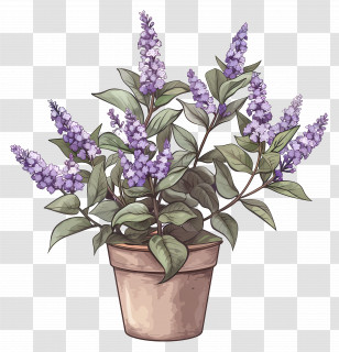 Lilac Flowers - Potted Plant With Purple Flowers Transparent PNG