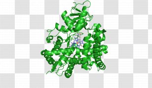 Aromatase Inhibitor Estrogen Androgen Excess Syndrome - Enzyme - Estradiol Transparent PNG