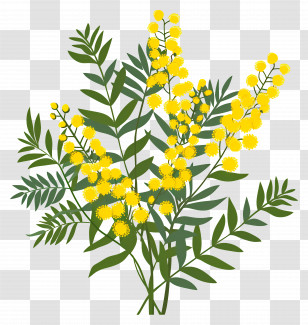 Mimosa Flowers - Yellow Mimosa Flower Plant Decoration Transparent PNG