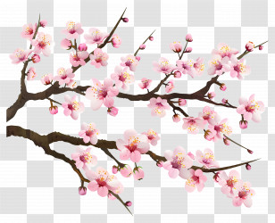Cherry Blossom - Pink Cherry Blossoms On Tree Branches Transparent PNG