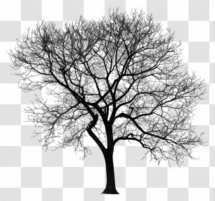 Tree - Black Tree Silhouette With Branch Detail Transparent PNG