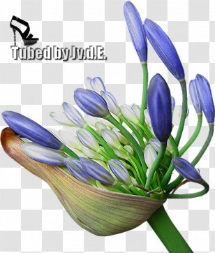 Cut Flowers Image Tutorial Website - Flower Transparent PNG