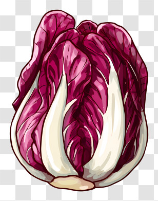 Radicchio - Purple Radicchio Vegetable Transparent PNG