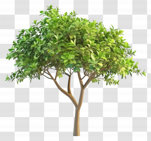 3d Tree - Green Leafy Tree In Bright Light Transparent PNG