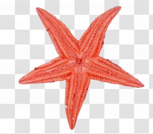 parol png images transparent parol images parol png images transparent parol images