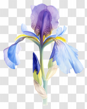 Iris Flower - Iris Flower With Delicate Petals Transparent PNG