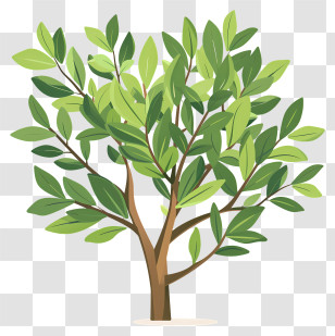 Bay Laurel Tree - Green Leafy Tree Illustration In Nature Transparent PNG