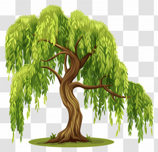 Weeping Willow - Willow Tree Illustration Transparent PNG