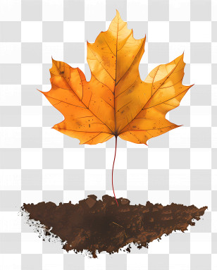 Autumn Leaf On Soil - Autumn Leaf In Soil Transparent PNG