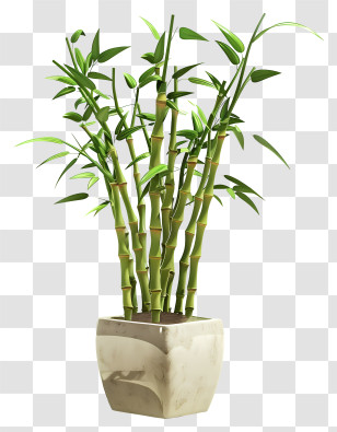 Lucky Bamboo - Potted Bamboo Plant Illustration Transparent PNG