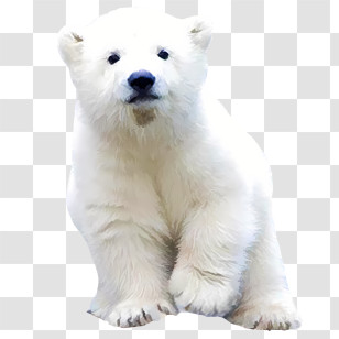 Bear Logo - Adorable White Polar Bear Cub Transparent PNG
