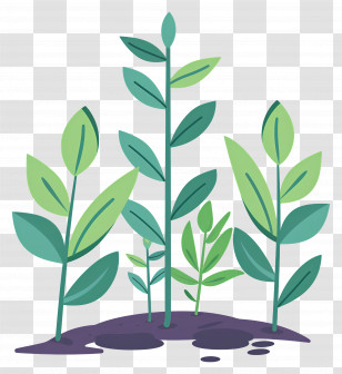 Plant Growing - Young Sprouting Plants In Soil Transparent PNG