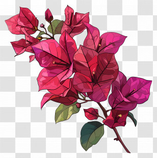 Bougainvillea Flower - Bougainvillea Flower Branch Illustration Transparent PNG