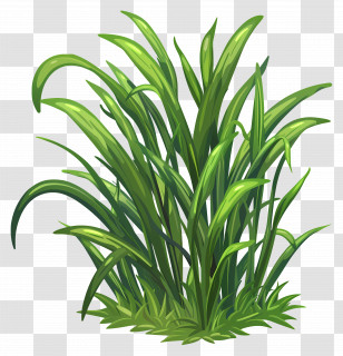 Grass Flower - Bright Green Grass For Spring Gardens Transparent PNG