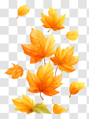 A Pile Of Maple Leaves - Falling Autumn Maple Leaves Transparent PNG