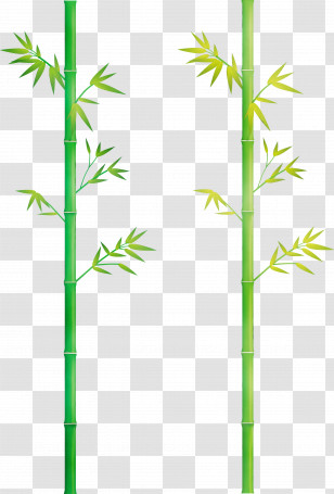 Plant Stem Plant Bamboo Grass Family American Larch Transparent PNG