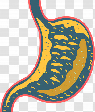 Stomach - Illustration Of Human Stomach Organ Transparent PNG