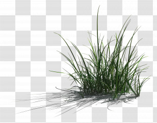 Lawn Grass - Green Grass Clump Transparent PNG
