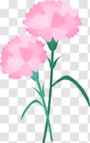 Icon - Pink Carnations For Special Occasions Transparent PNG