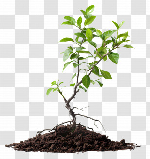 Growth - Small Plant Sprouting From Soil Illustration Transparent PNG