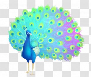 Feather Galliformes Beak Transparent PNG