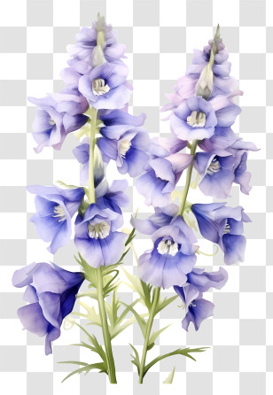 Delphinium Flower Art - Purple Delphinium Flowers Painting Transparent PNG