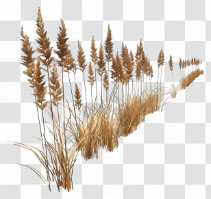 Grass Dry - Dry Tall Grass And Reeds Transparent PNG
