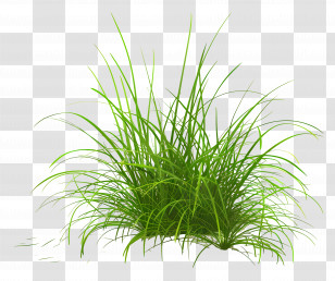 Lawn Grass - Tuft Of Green Grass Illustration Transparent PNG