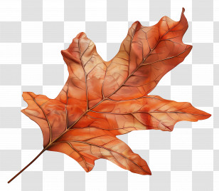 Dead Leaf - Colorful Artwork Of An Autumn Oak Leaf Transparent PNG