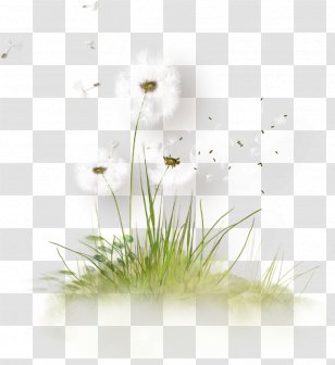 Dandelion Clip Art - Data Transparent PNG