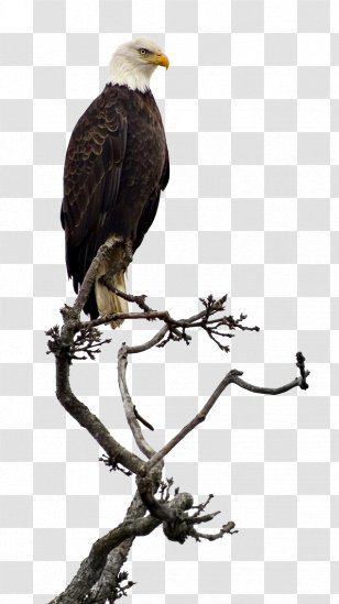 Bald Eagle Stock Photography - Bird Of Prey - Black Hawks Transparent PNG