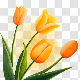 Yellow Tulips - Yellow Tulips With Green Stems In A Spring Design Transparent PNG