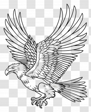 Eagle - Majestic Eagle Line Drawing With Open Wings Transparent PNG