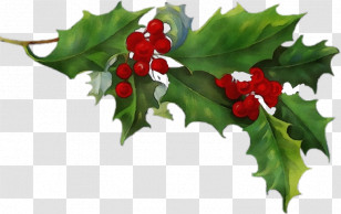 Holly Transparent PNG
