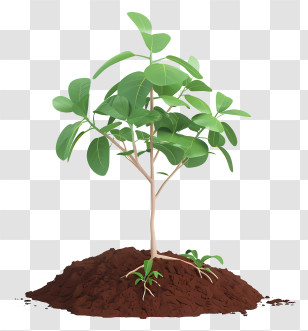 Realistic 3d Planting Tree - Young Tree Sapling Growing From Soil Transparent PNG