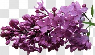 Lilac Violet Clip Art - Slide Show - Creative Pull Flowers Purple Free Transparent PNG