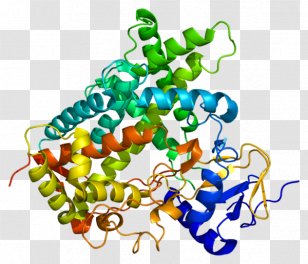 Cytochrome P450 CYP1A2 Enzyme CYP2C19 - Heart - Stilbenoid Transparent PNG