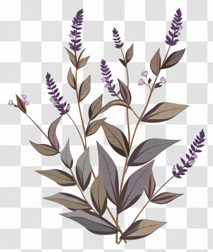 Lavender Flowers - Lavender Plant With Purple Flowers Transparent PNG